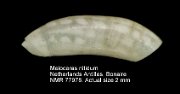 Meioceras nitidum (2)